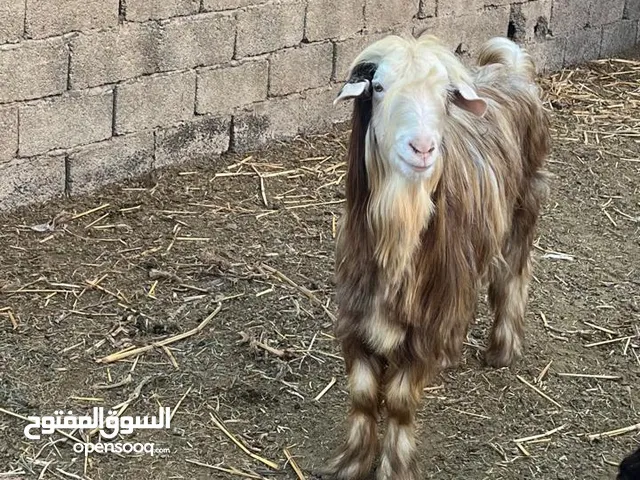 تيس فحل ممتاز