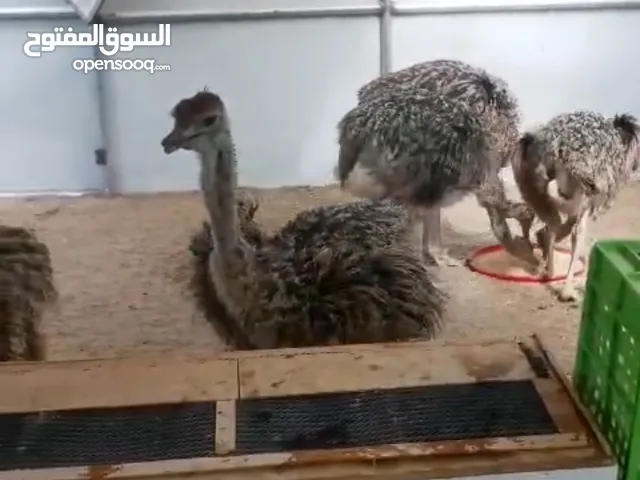 نعام جاهز للبيع