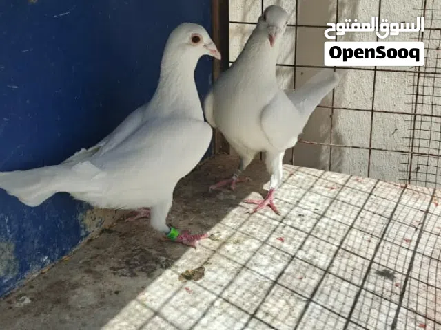 حمام زاجل للبيع اقرأ الوصف