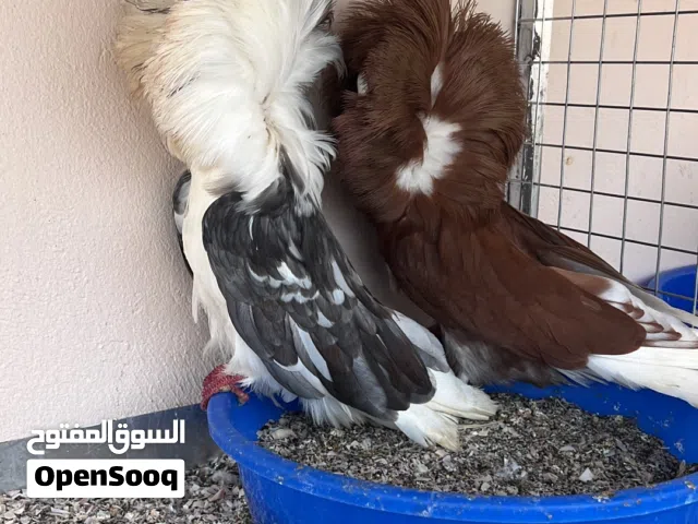 طيور للبيع لكل شوف لوصف