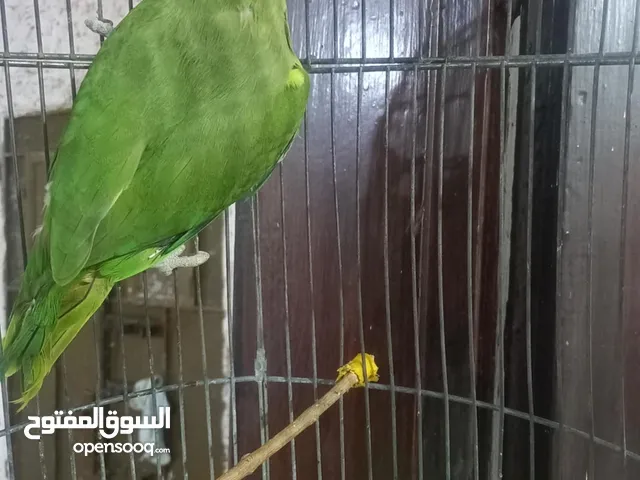 ببغاء صغير بالعمر فرخ يحتاج الى التدريب