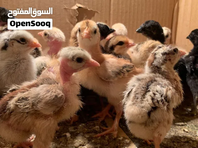 كتاكيت عرب وابو ركيبه