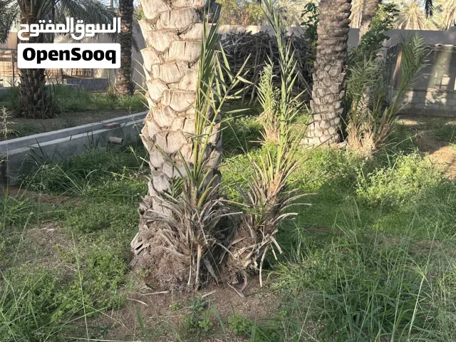 صرم نخيل خلاص، خنيزي، نغال- السيب