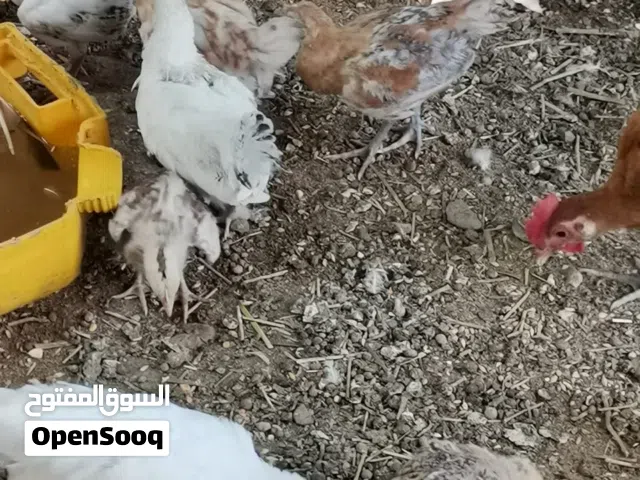 دجاج سقوان عمانيات