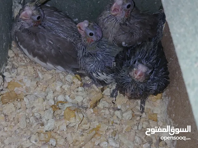 فراخ كوكتيل