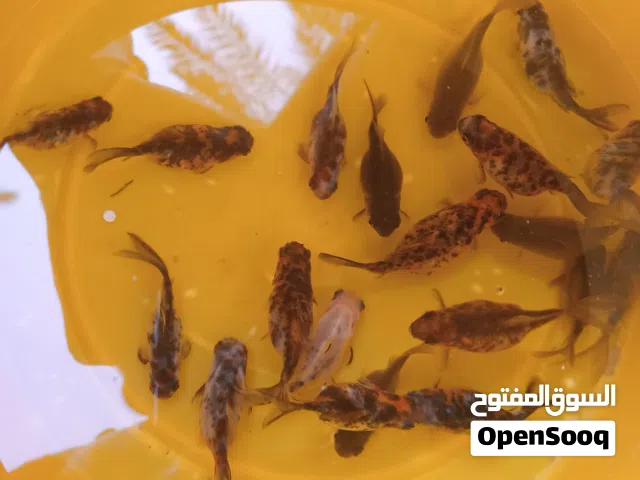 متوفر حوت رقاص