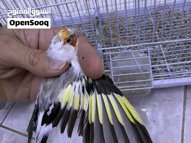 زوج حسون طفره أوروبي