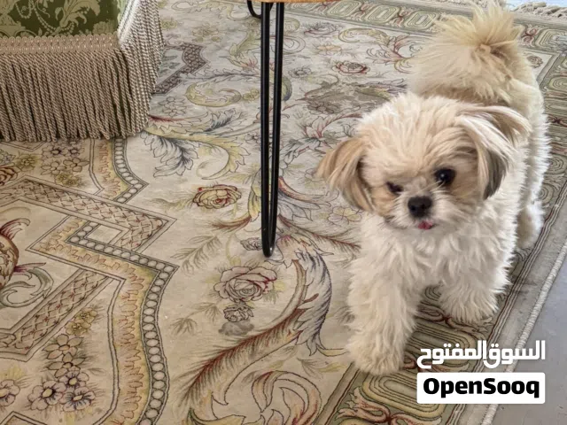 كلب شيتزو
