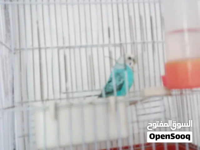 طير بقالينو دكر ربي يبارك جاهز للجواز