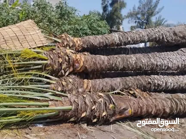 موجود كل انواع النخيل