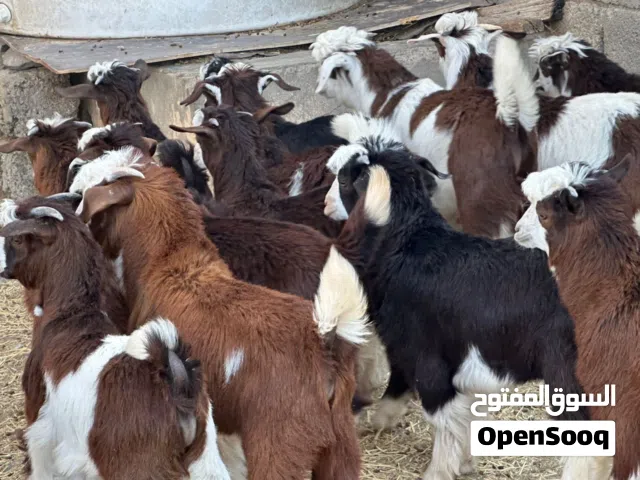 جدايا عمانيات جباليات سمان حلال طيب للتربيه وللذبح مصدرهن من قطيع واحد كلهن