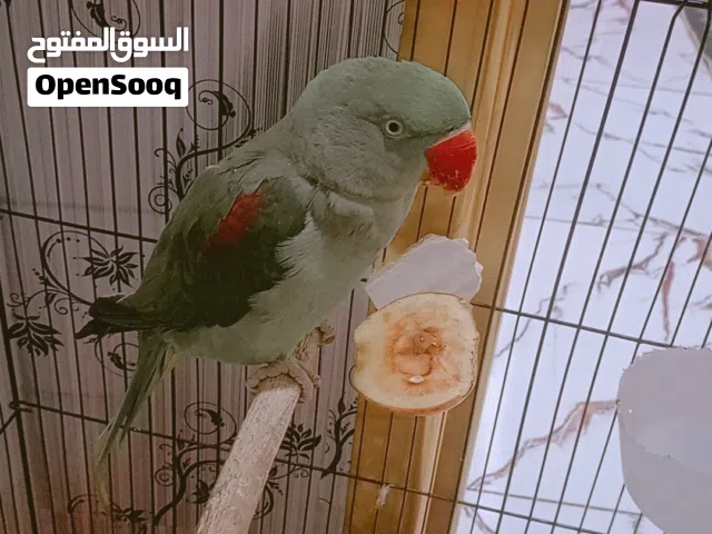 بغبغاء دره نيبالي