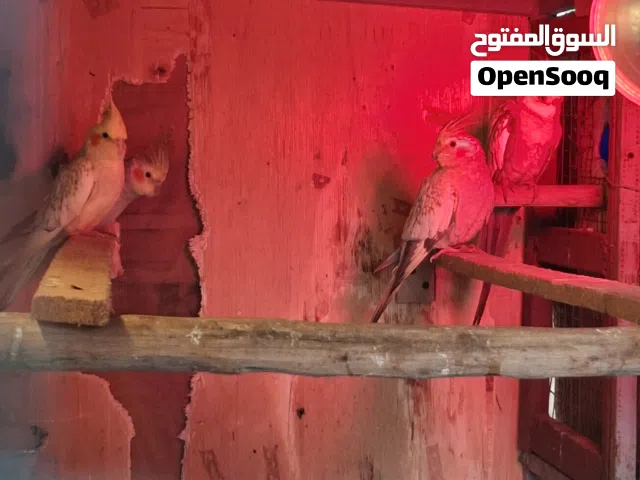 زوجين وفرد 95 الف