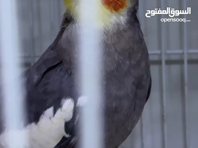 زوج كوكتيل للبيع شكرية عيون حمر وحبشي مستحيل تلكة هيج نظيفات ومرتبات