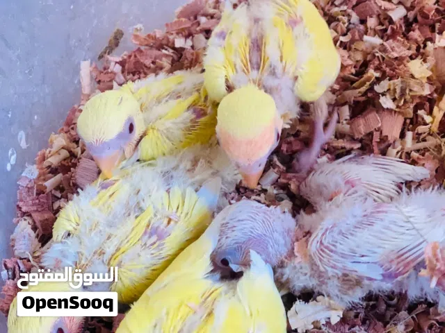 عصفير بركدلو ظرويض