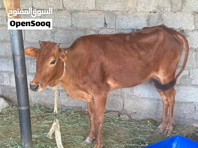 عجله محليه مال دار