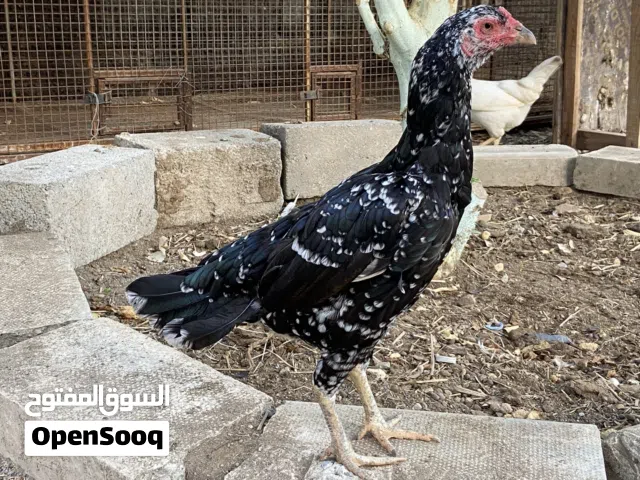 دجاج باكستاني