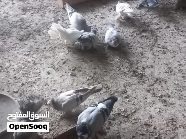 حمام للبيع بغداد
