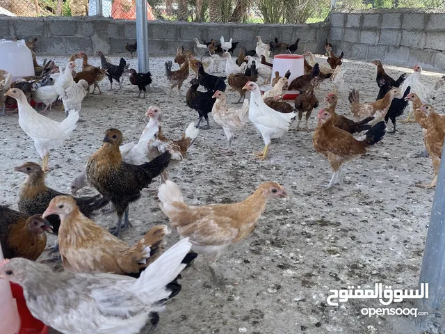 دجاج للبيع