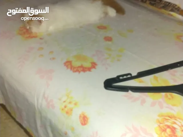 Cat for Sale persian pure and shirazi