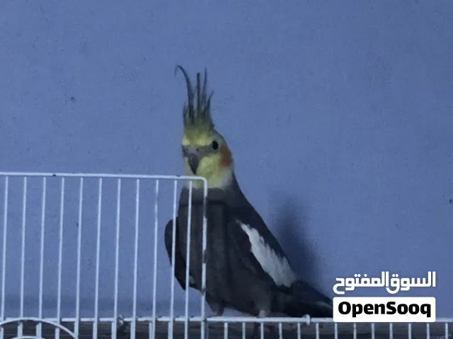 كوكتيلات للبيع اقره الوصف