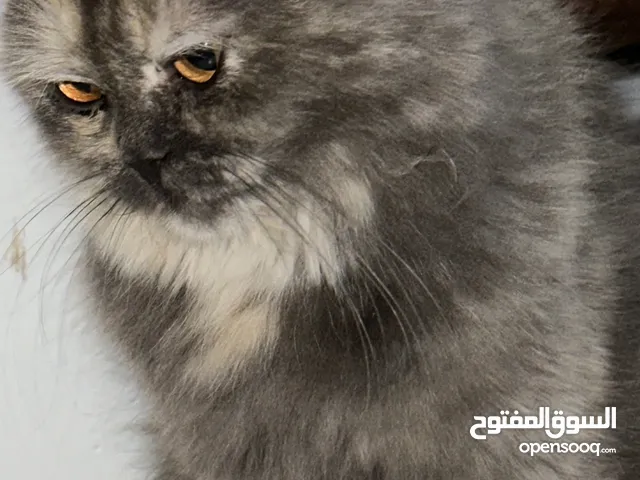 قطه شيرازي العمر سنه السعر في الوصف