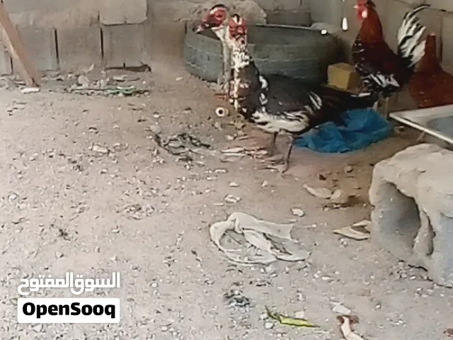 بش مصري نثي فحل