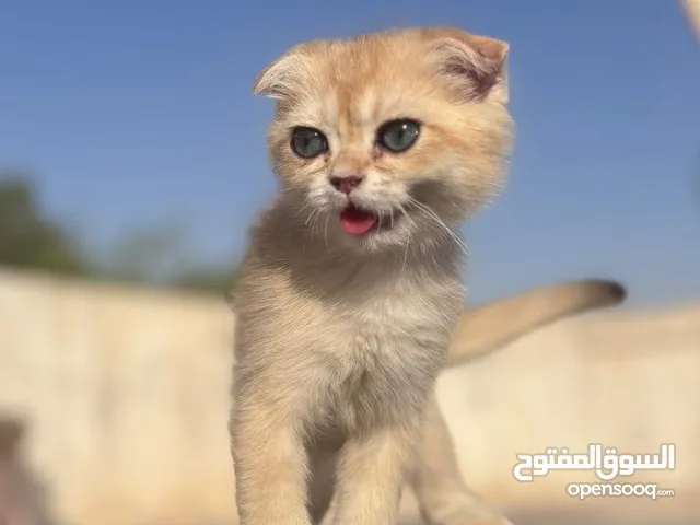 سكوتش فولد قولد