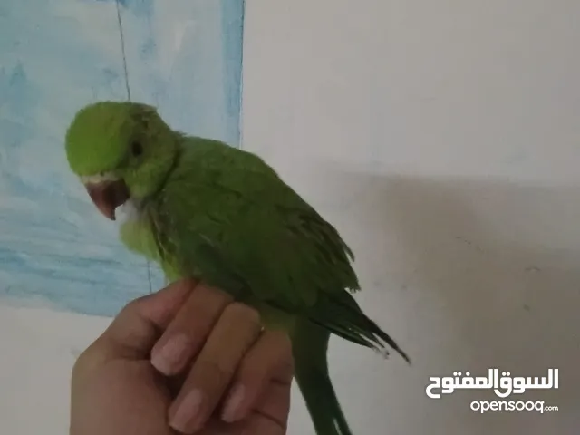 بغبغاء للبيع لطيف و أليف جدا مستعد للتدريب جميل جدا اقرأ الوصف مهم الي يباه يتواصل معاي ابي حد ياخذه