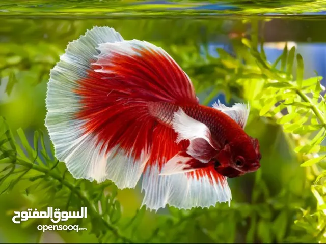 مطلوب اسماك فايتر ب الجمله وبلورات الهم واحجار ملونه