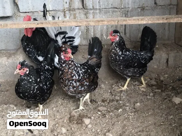 متاح بيض من هذا الحلال