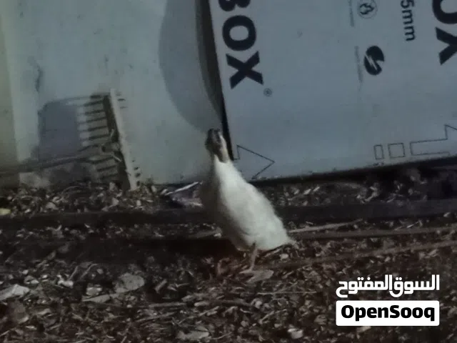 بشه للبيع الاستفسار خاص