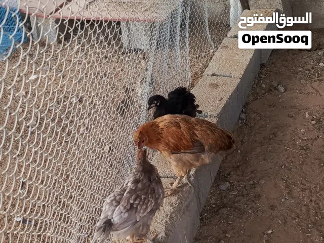 دجاج كوشن العملاق