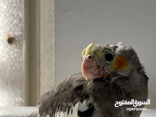زوج كوكتيل ربه اللون رصاصي