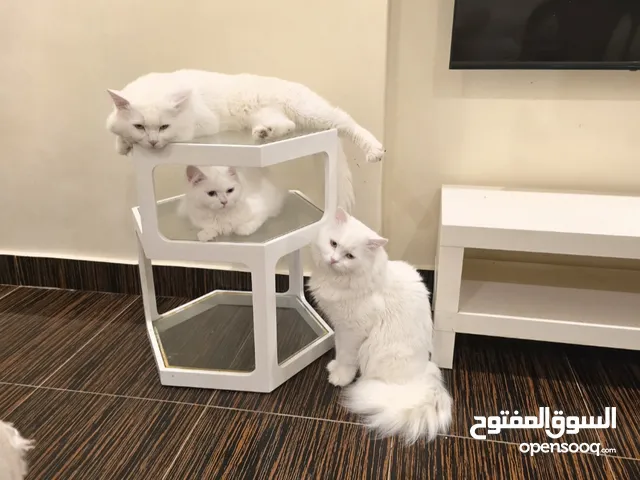 مطلوب قطة انثى للتزاوج