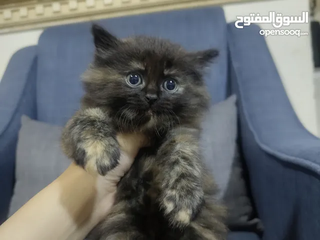 شيرازي تركي أصلي