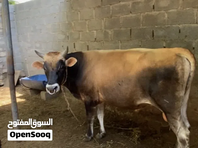للبيع ثور جيرسي