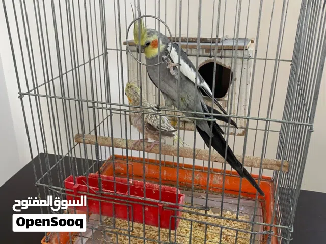 زوج كوكتيل ذكر حبشي  وأنثى إيزابيل و ماشالله من اول بطن طلع لي أربع كوكتيل شوف الوصف