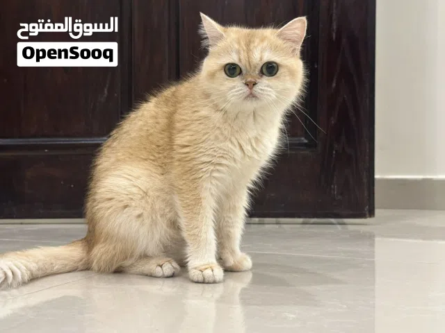 قولدن برتن للبيع