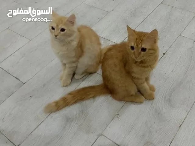 قطتين للتبني بدون مقابل اناث