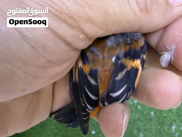 زوج سسكن طفره