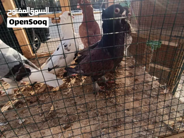 ارافل وحب الرمان وافريقيات