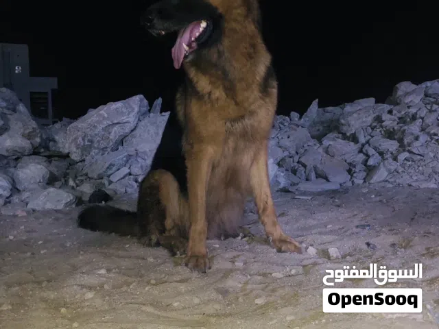 German Shepherd for sale