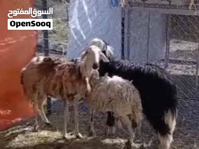 للبيع أغنام بصحة جيدة
