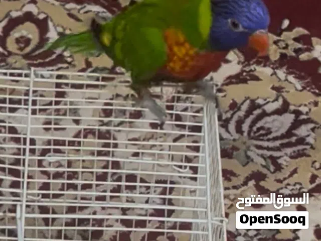 الطير الوري