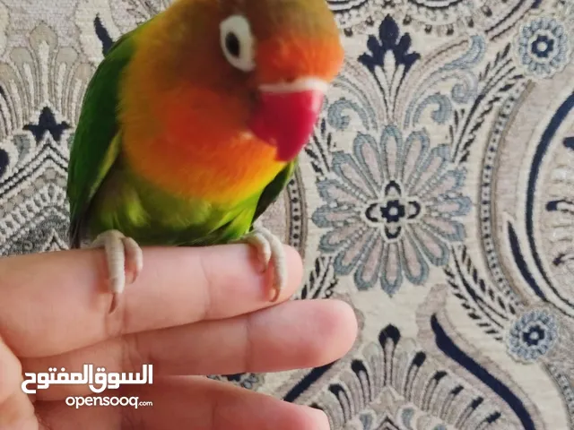 للبيع طير روز هادئ اليف ربوه وهدد داخلي ويلعب ومايعض ينام على اليد ويوقف على اليد والكتف وياكل