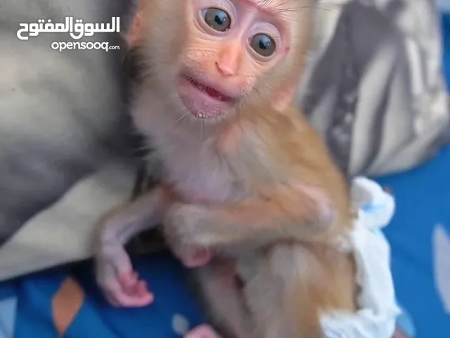 Baby Pig-tailed Macaque Monkeys Available Now