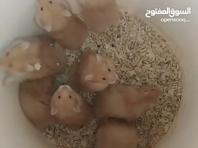 8 هامسترات اليفات