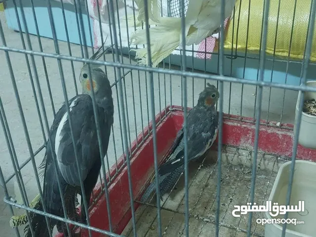 عصافير للبيع