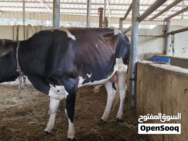 ثور ظفاري سمين ما شاء الله